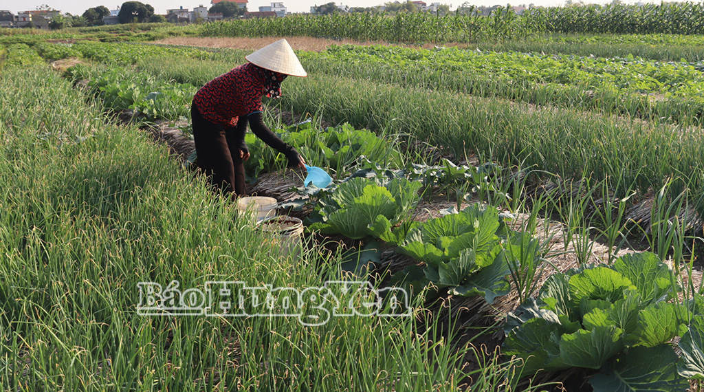 Phụ nữ xã Kiến Xương thi đua phát triển kinh tế
