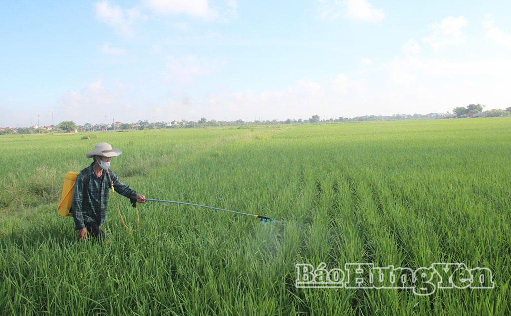 Phòng, trừ sâu bệnh bảo vệ lúa mùa