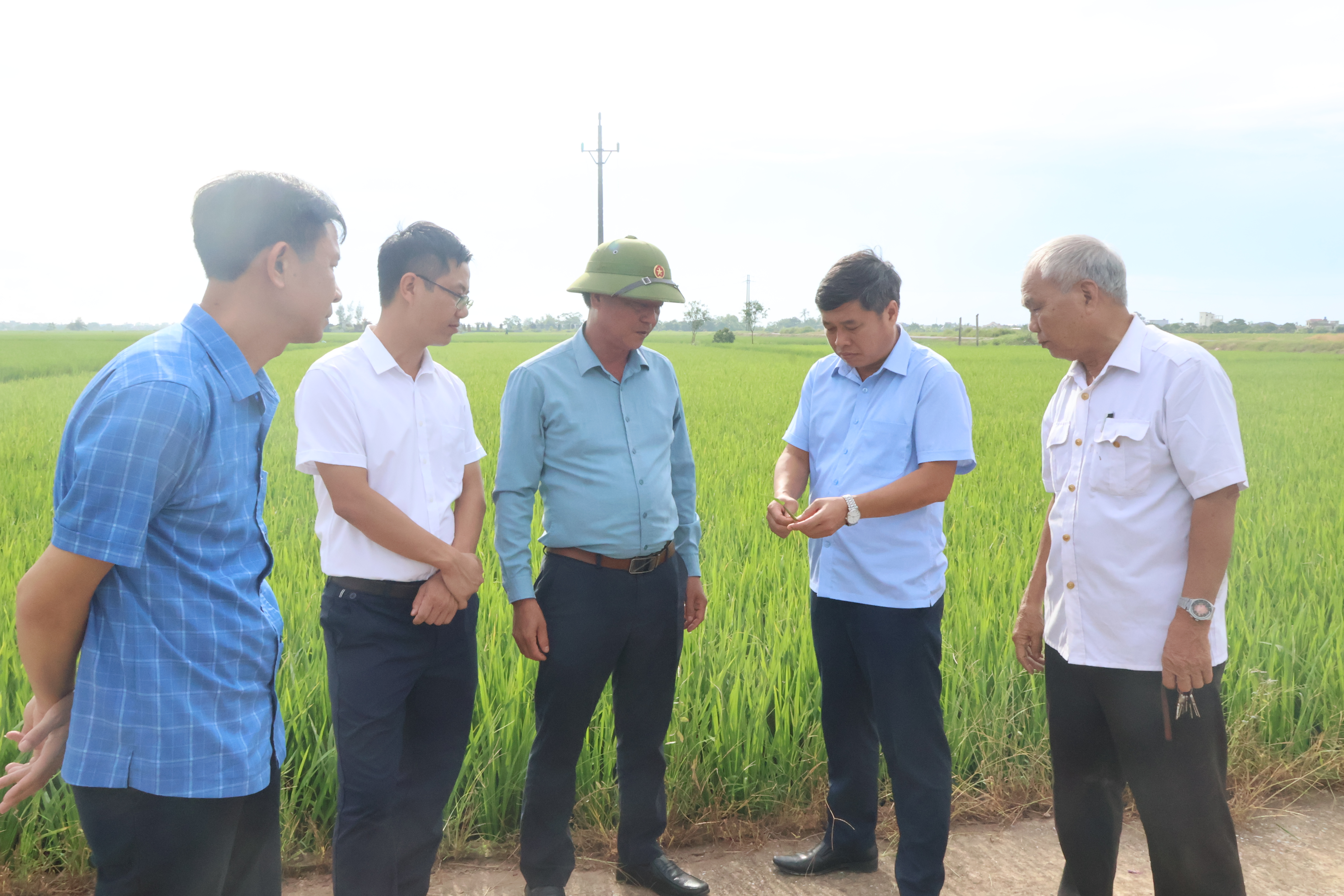 Kiểm tra tình hình sâu bệnh hại lúa mùa trên địa bàn xã